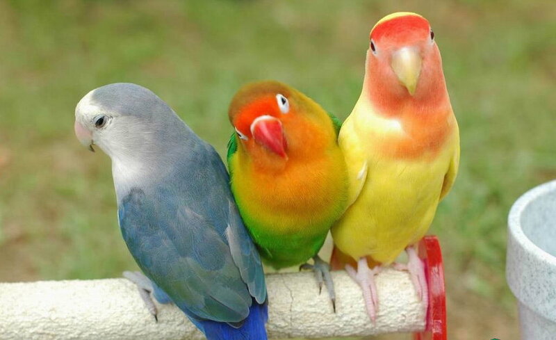Three Lovebirds on Perch — Yellow