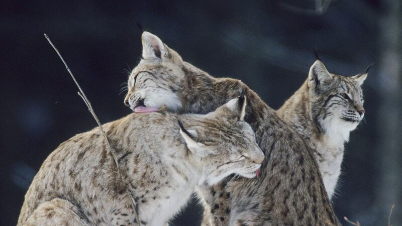Three Lynx Cats