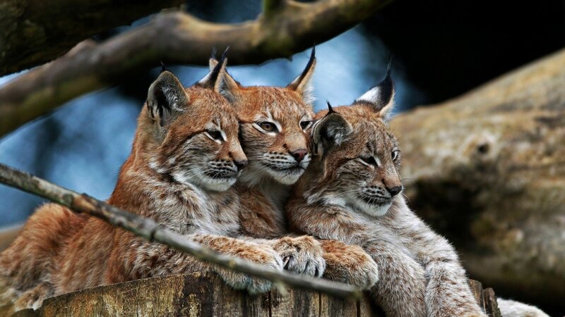 Three Lynx Cubs — Brown, Calm, Photograph