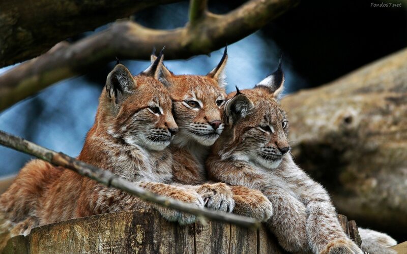Three Lynx Cubs — Brown, Calm