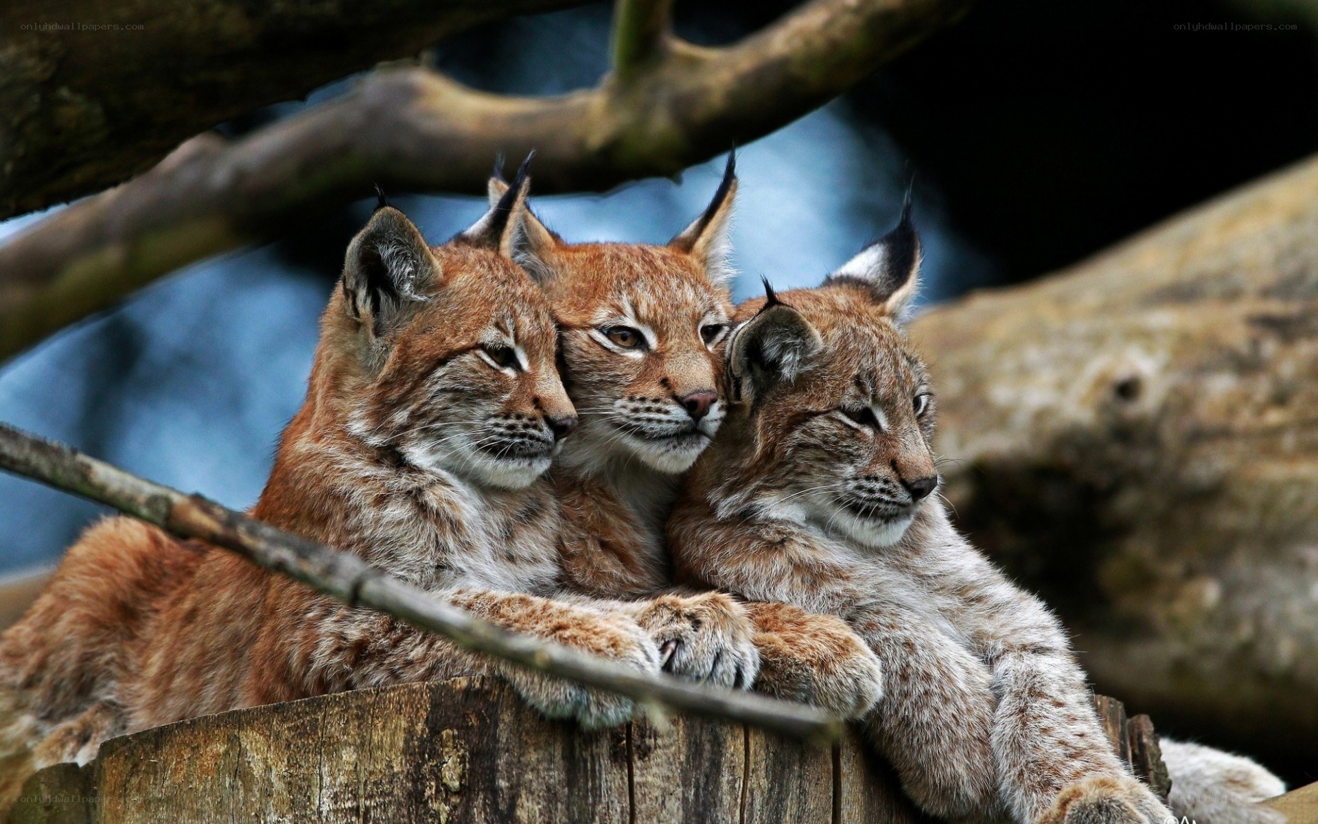 three lynx cubs on a log