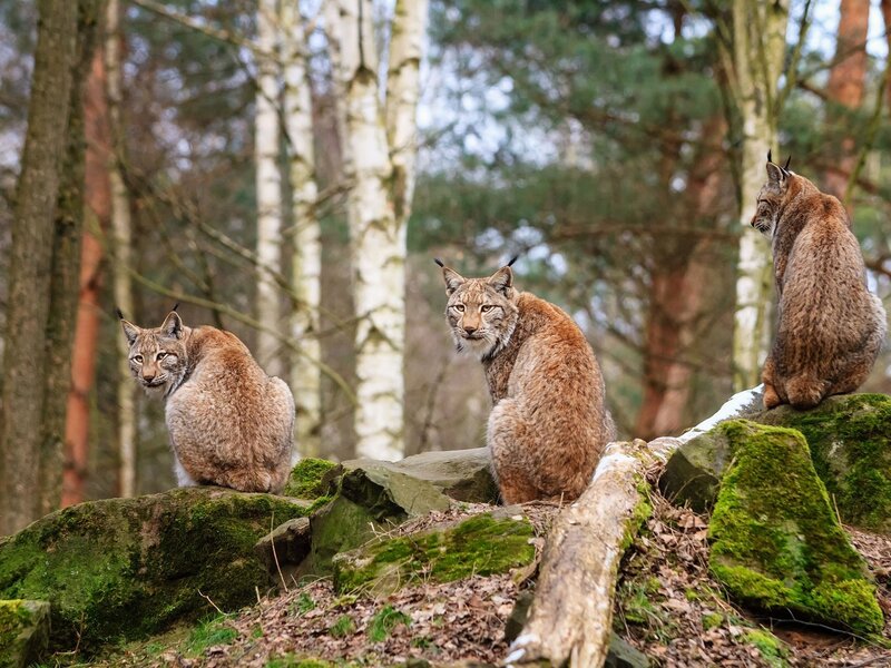 Three lynx in a forest