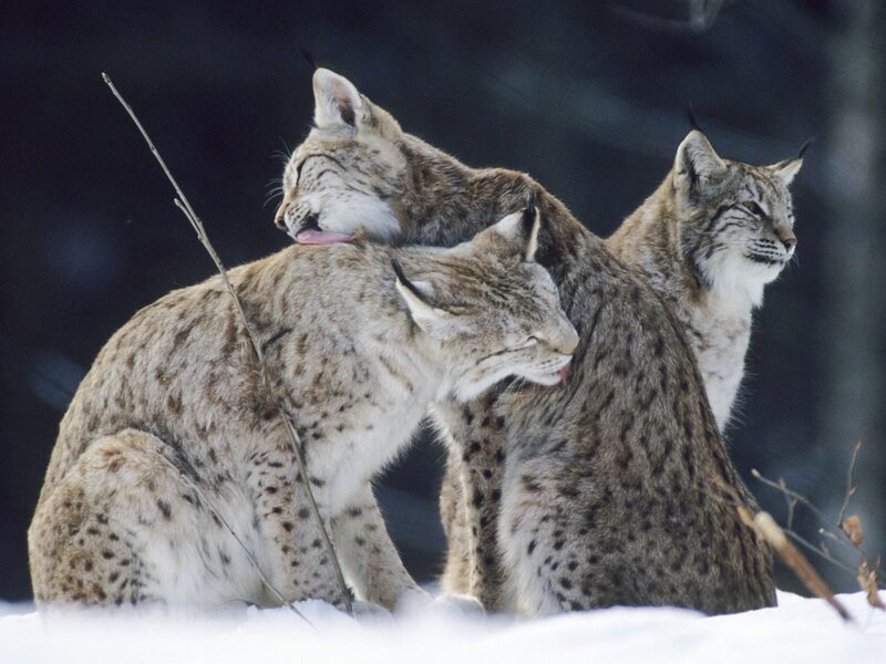 Three Lynx in Snow — Brown