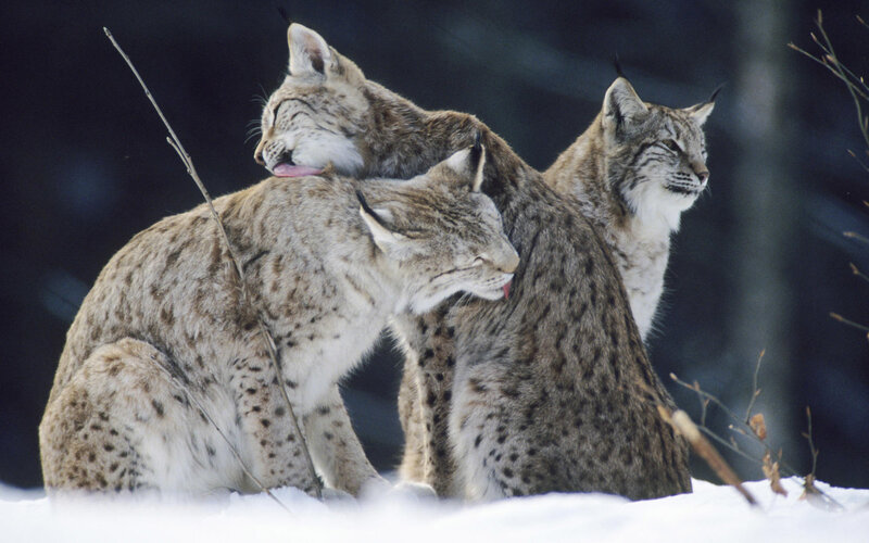 Three Lynx in Snow