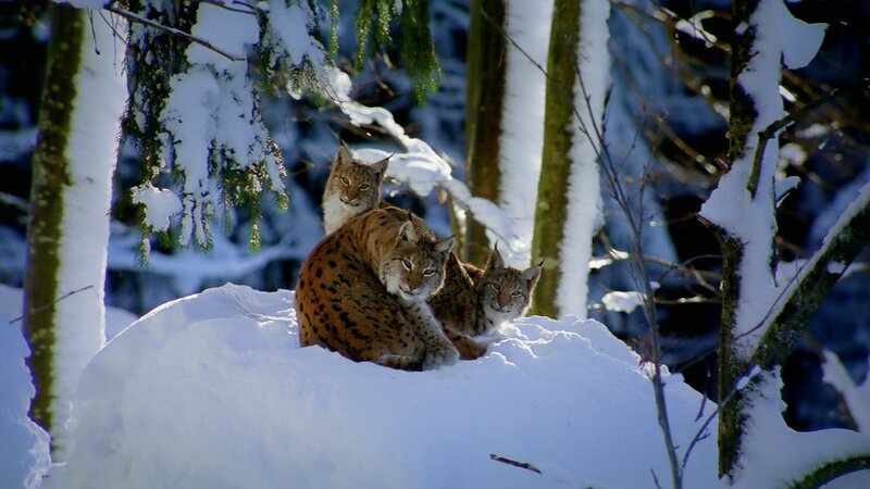 Three Lynx in Snow — White, Calm