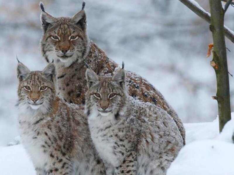 Three Lynx in Snow — White