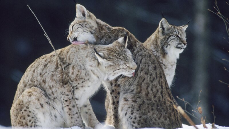 Three lynx in the snow