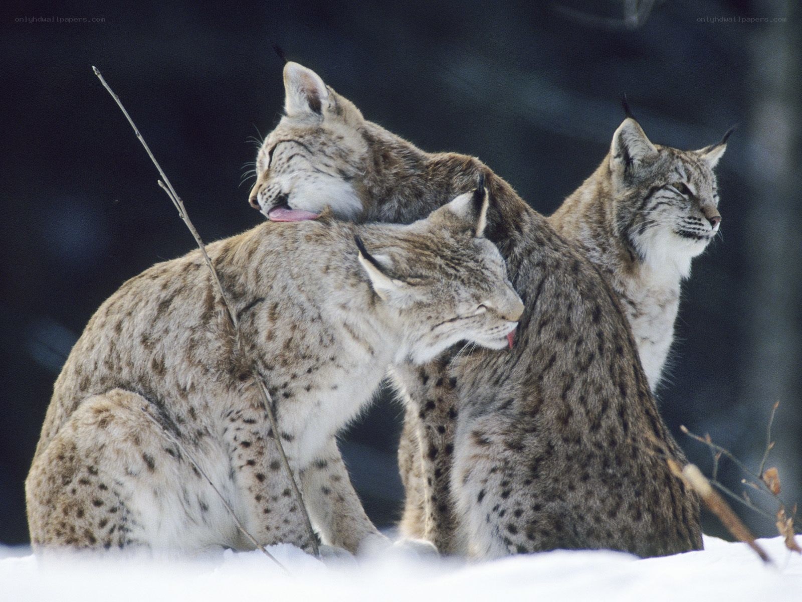 Three lynx in the snow