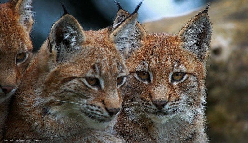Three Lynx Kittens — Brown, Alert, Photograph, Ears