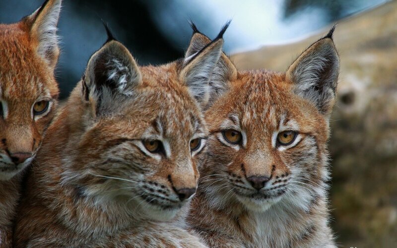 Three Lynx Kittens — Brown, Alert, Photograph, Forest