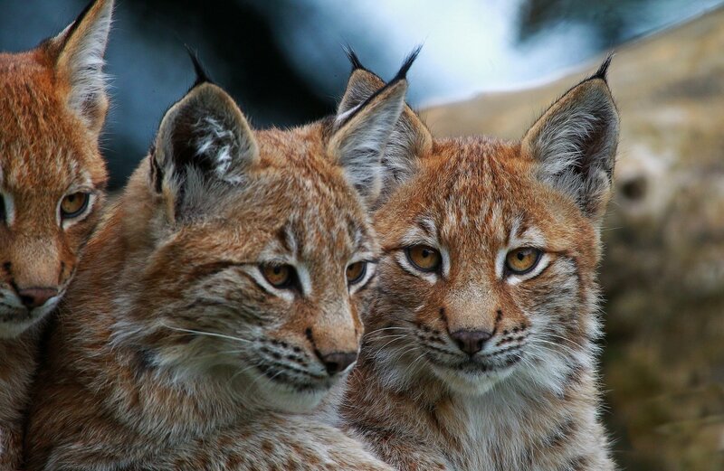 Three Lynx Kittens — Brown, Alert, Photograph