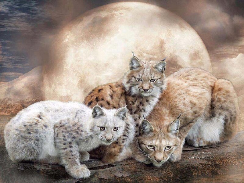 Three Lynx Kittens — Brown