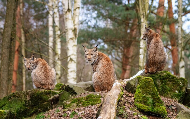Three lynx on mossy rocks