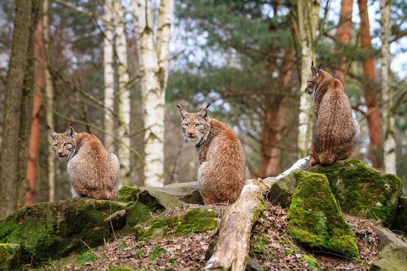 Three Lynx on Rocks — Brown