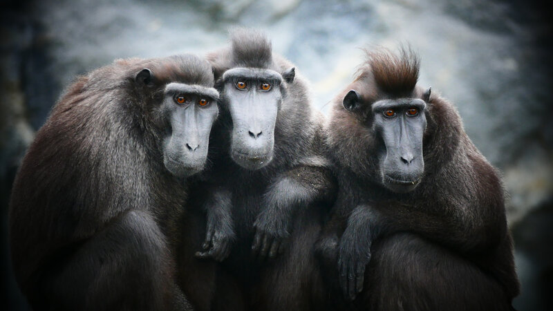 Three Macaque Monkeys
