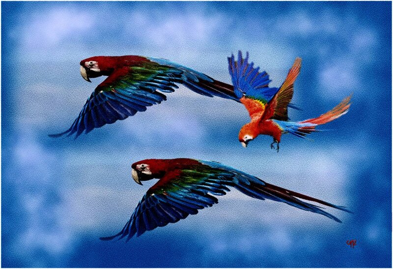 Three Macaws in Flight