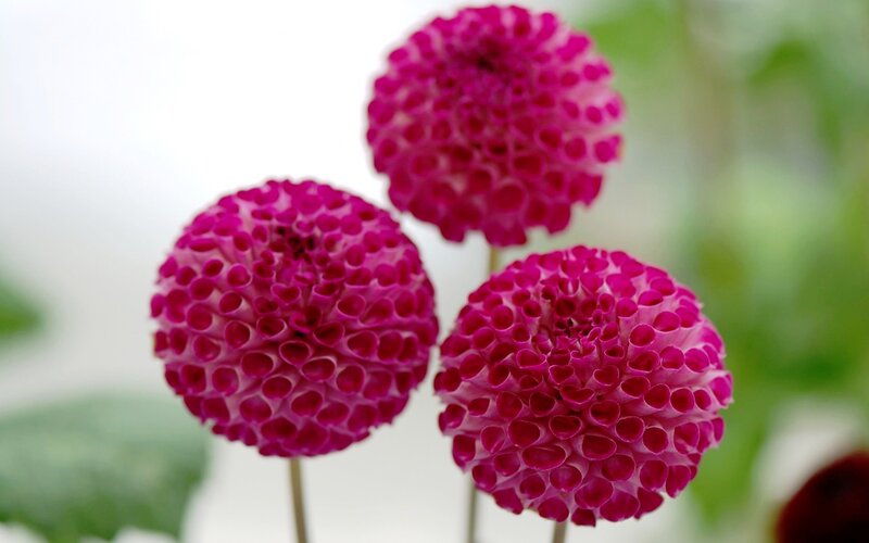 Three Magenta Dahlia Flowers