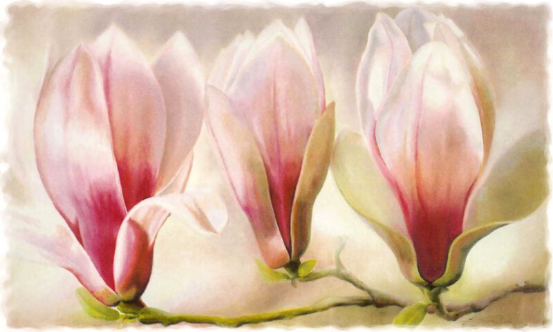Three Magnolia Blossoms