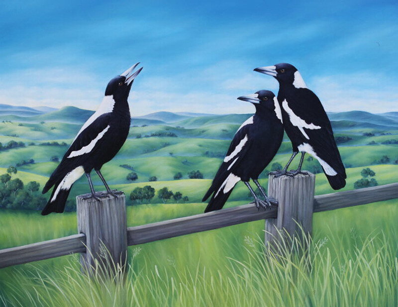 Three Magpies on Fence