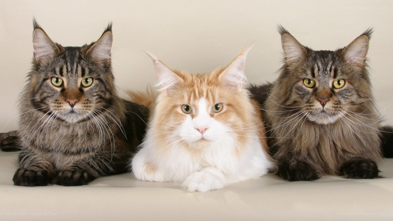Three Maine Coon cats