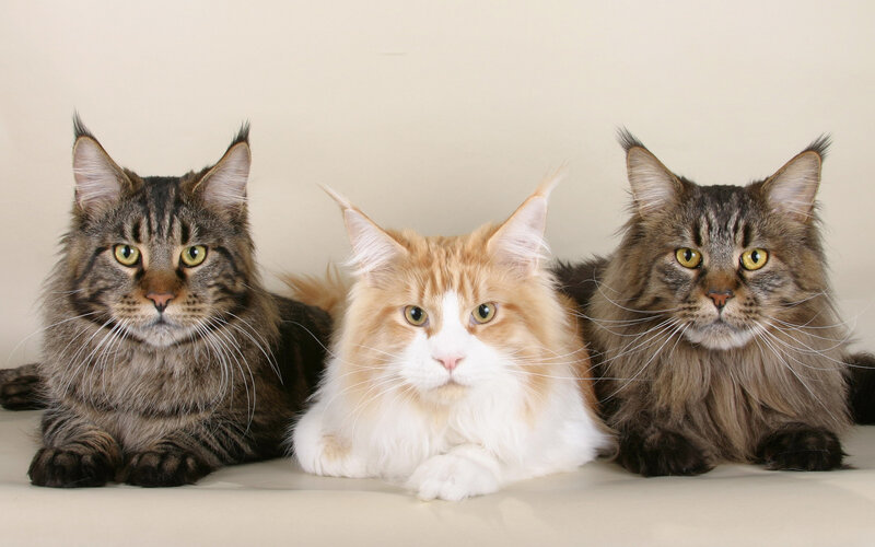Three Maine Coon Cats — Brown, Calm, Photograph