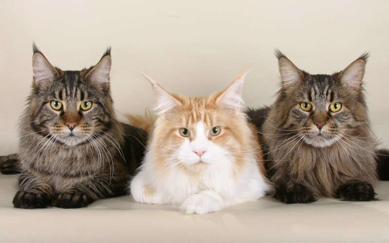 Three Maine Coon Cats — Brown, Calm, Photograph, Whiskers, Eyes