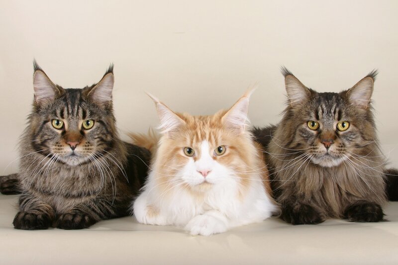 Three Maine Coon Cats — Brown, Calm, Photograph, Whiskers, Eyes, White