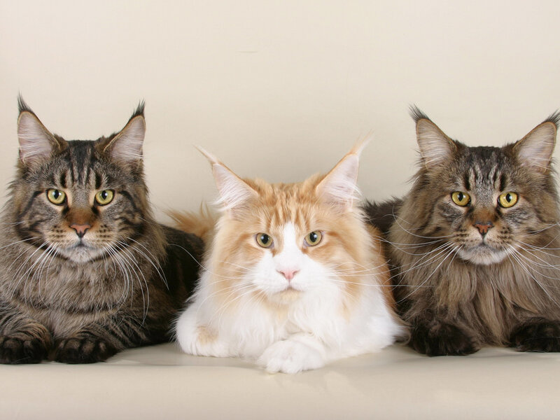 Three Maine Coon Cats — Brown, Calm