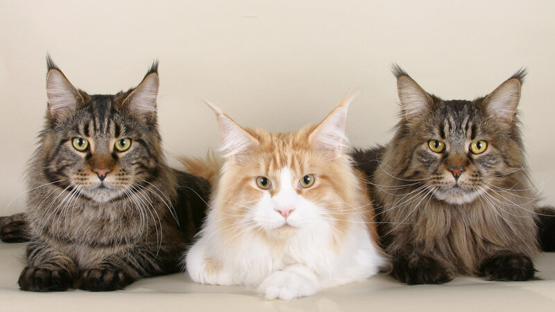 Three Maine Coon Cats — Brown