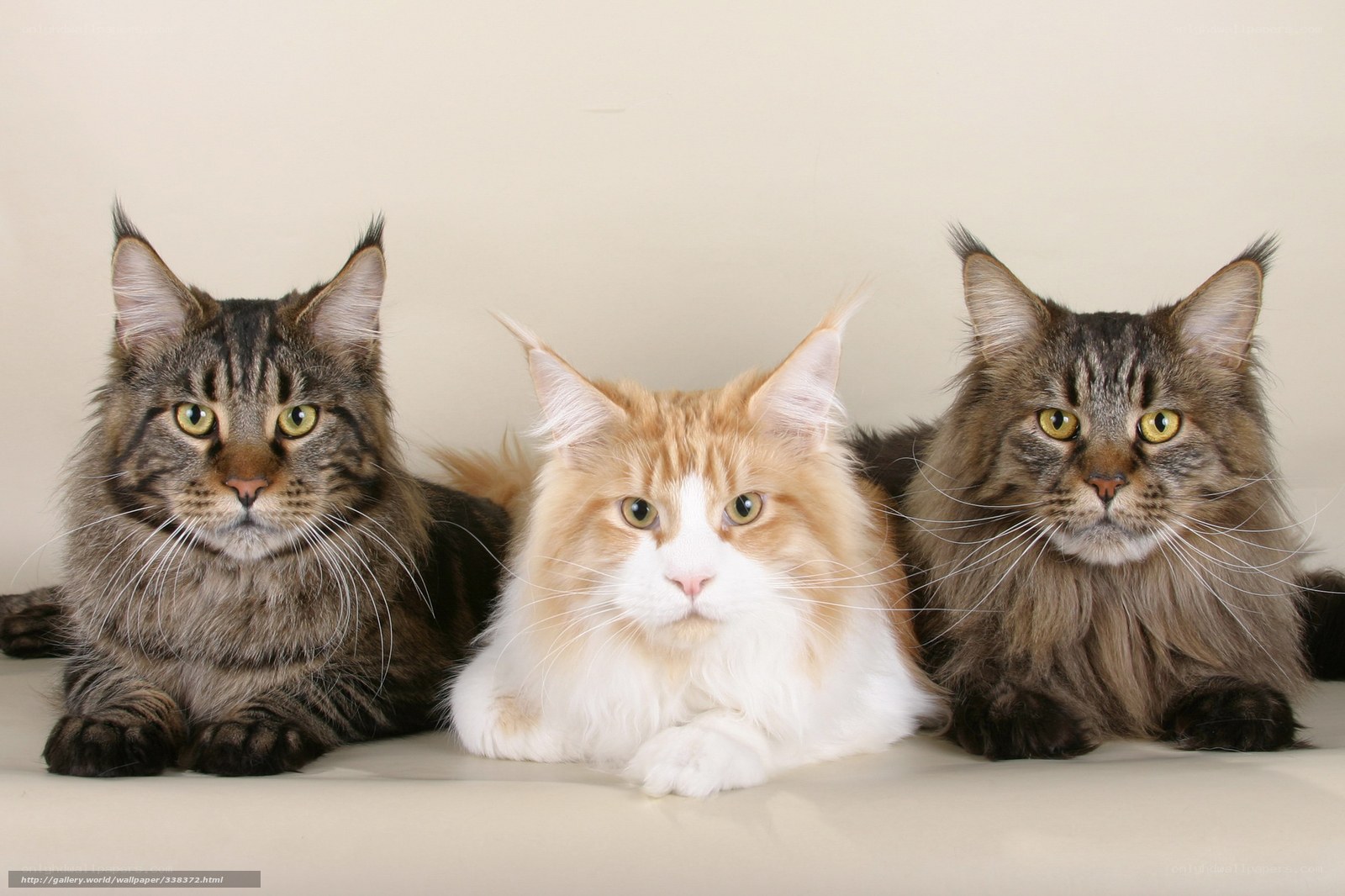 Three Maine Coon cats sitting