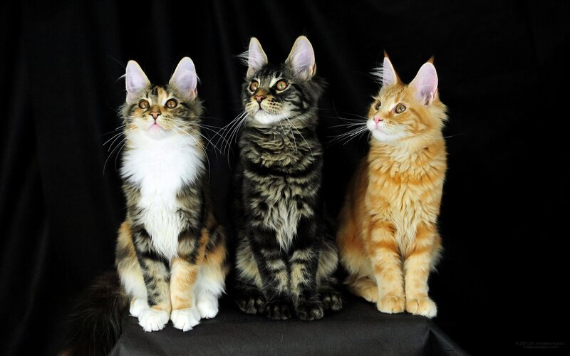 Three Maine Coon Kittens