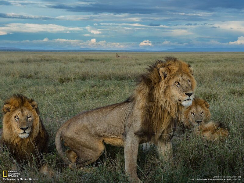 Three Male Lions in Grass