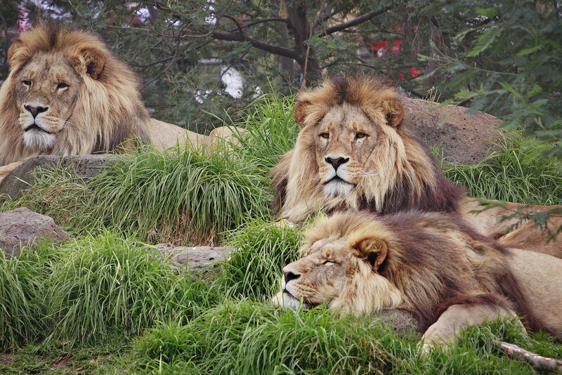 Three Male Lions Resting