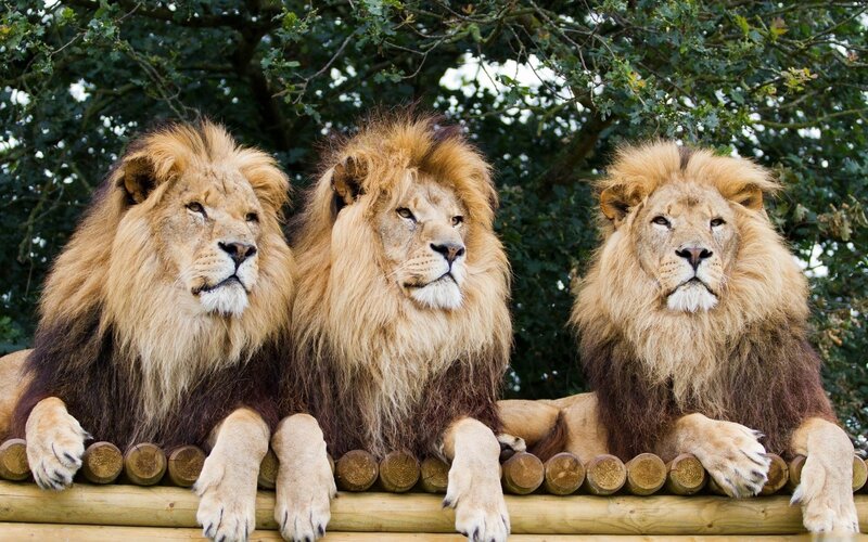 Three Male Lions