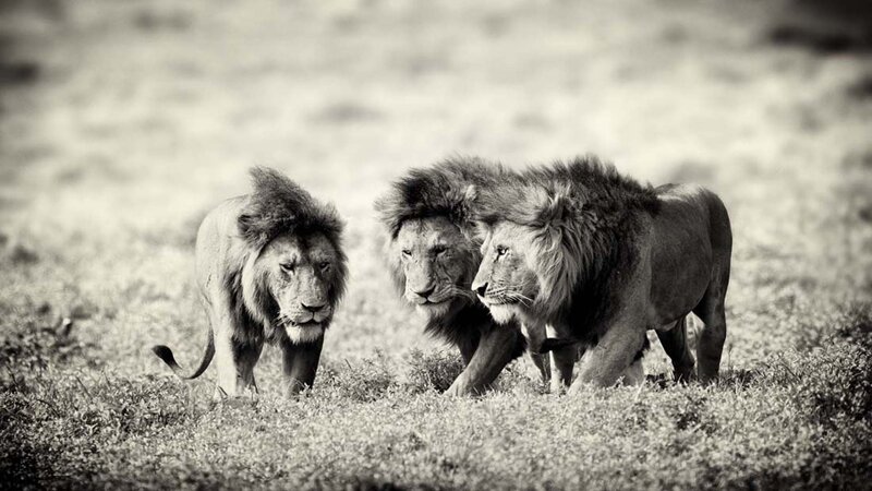 Three Male Lions Walking