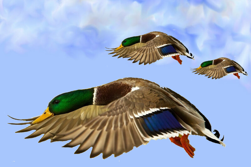 Three Mallard Ducks Flying