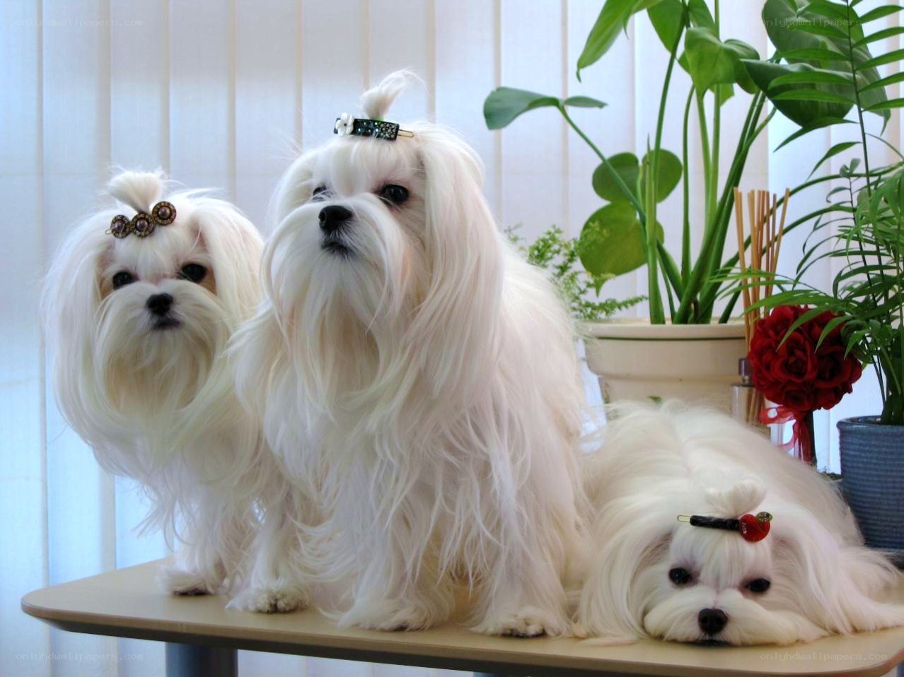 Three Maltese dogs on a table