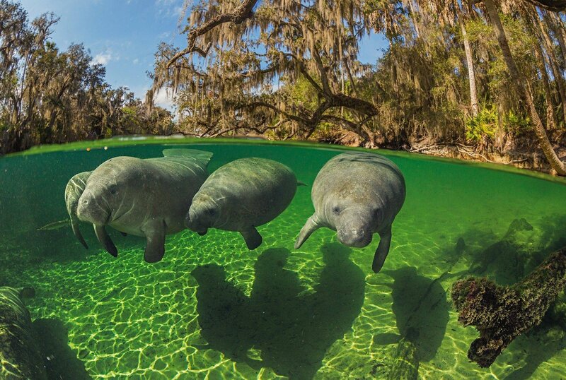 Three Manatees Swimming