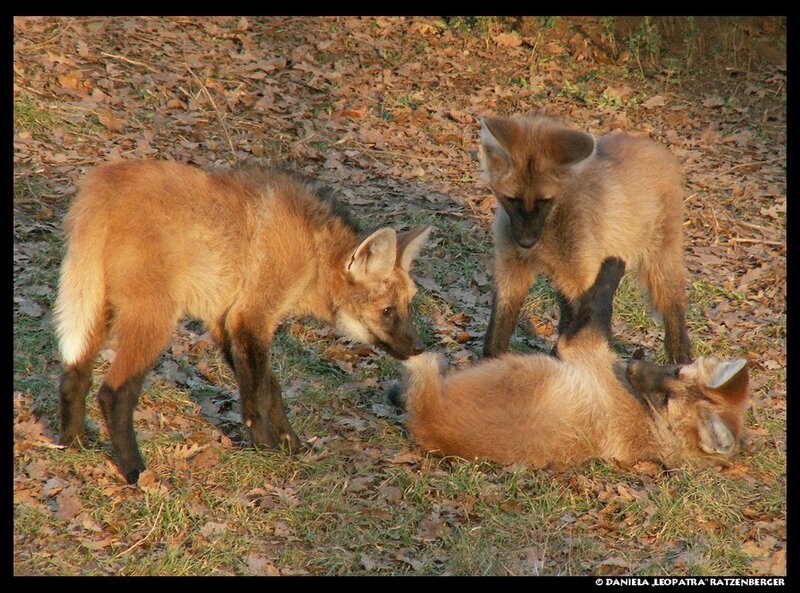 Three Maned Wolf Pups