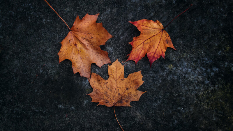 Three Maple Leaves