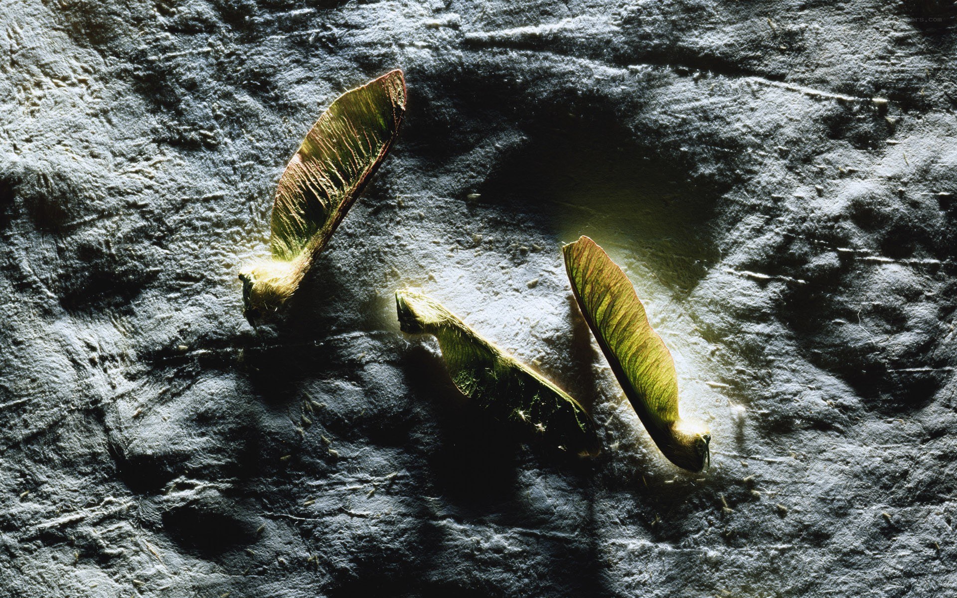 Three maple seeds on stone