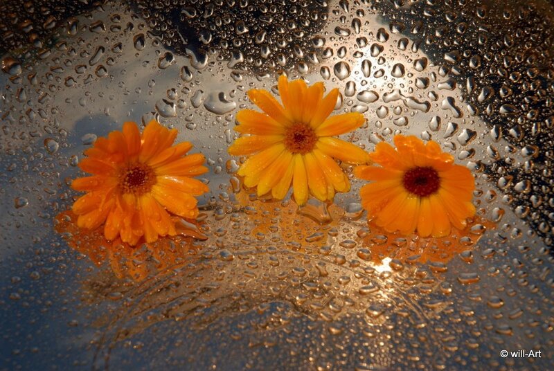 Three marigolds on wet glass