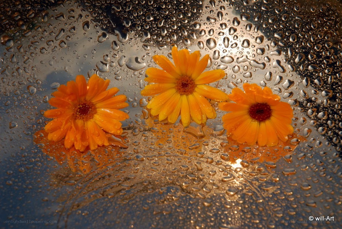 Three marigolds on wet glass