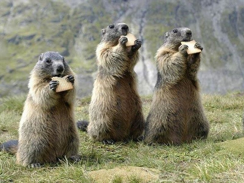 Three Marmots Eating