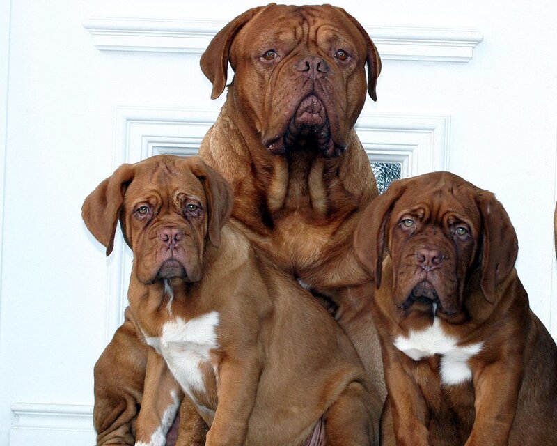 Three Mastiff Dogs — Brown