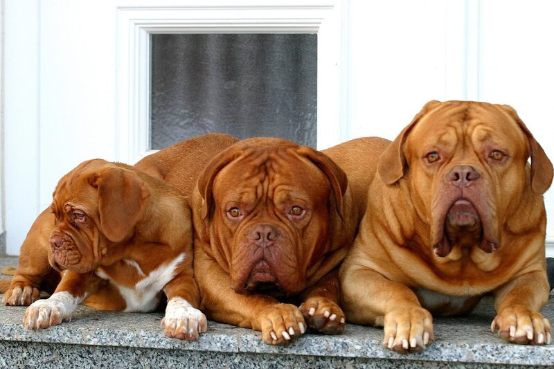 Three Mastiff Dogs