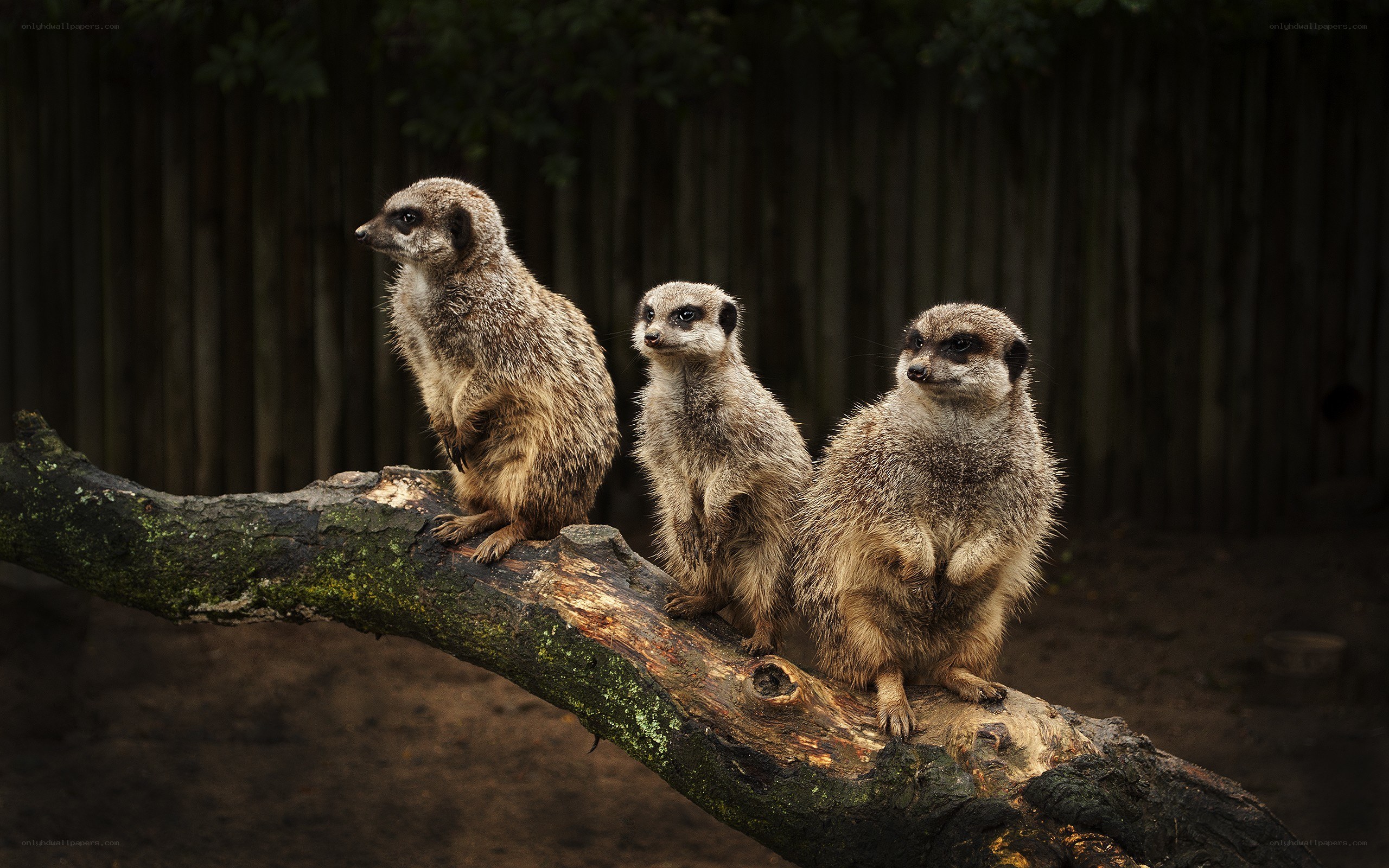 Three meerkats on a branch