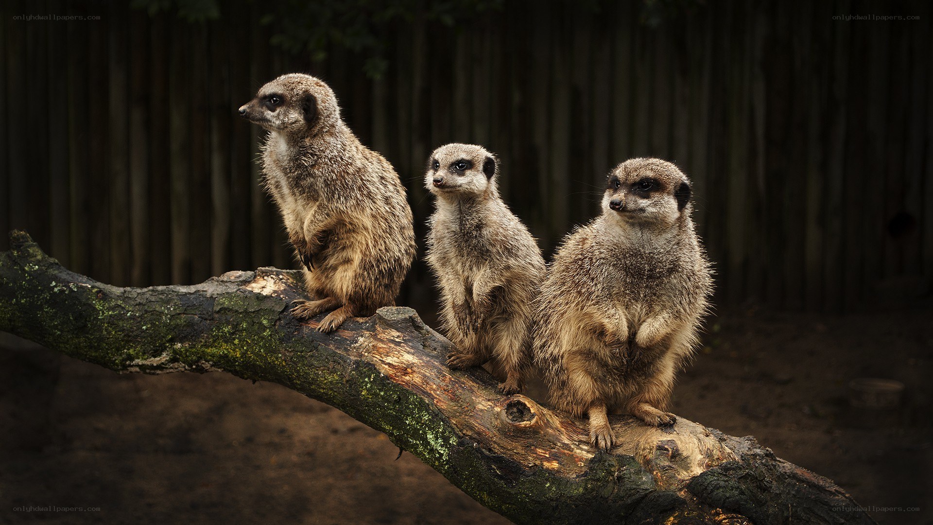 Three meerkats on a branch