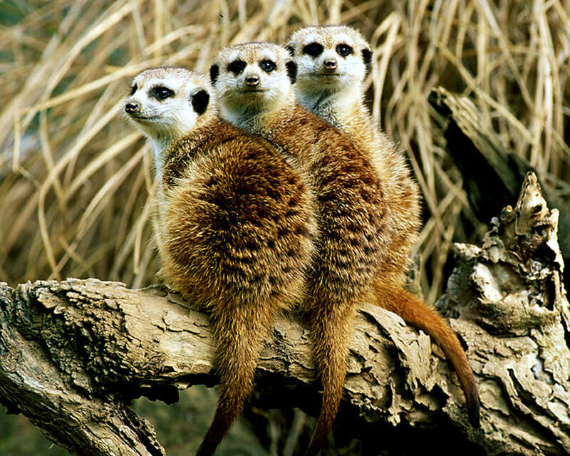 Three Meerkats on a Branch — Brown, Alert