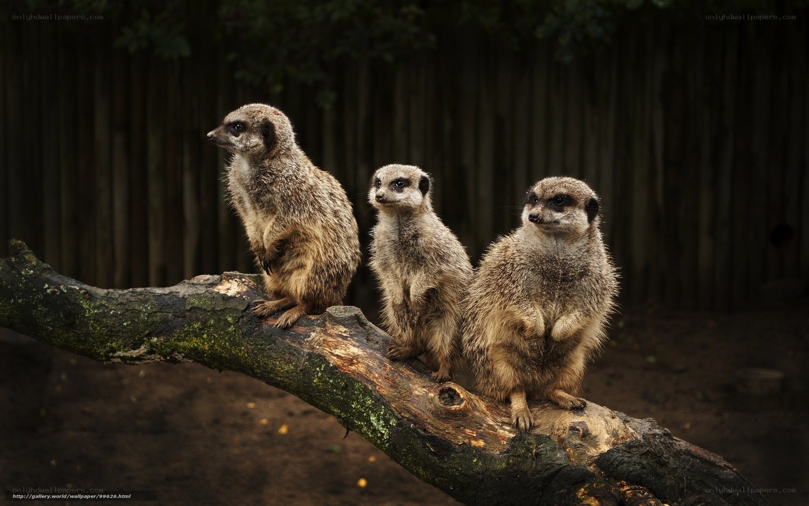 Three meerkats on a branch